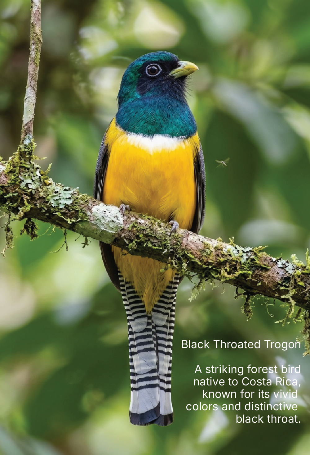 Sun Oasis - CR Natural