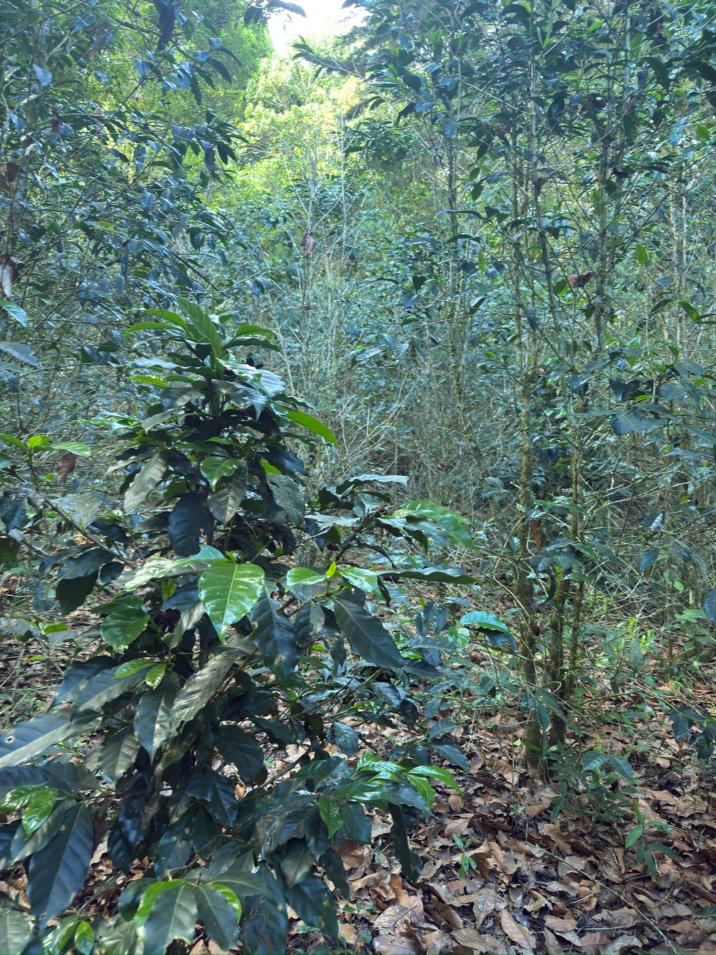 The Geisha Anthology