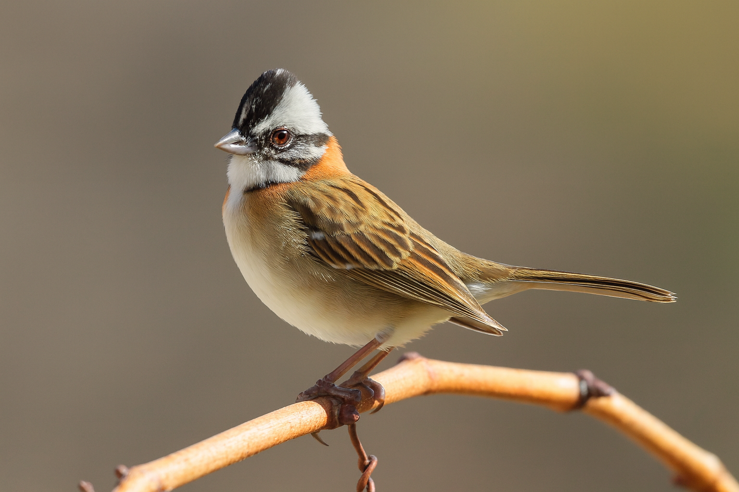 Cherry Bliss - CR Anaerobic