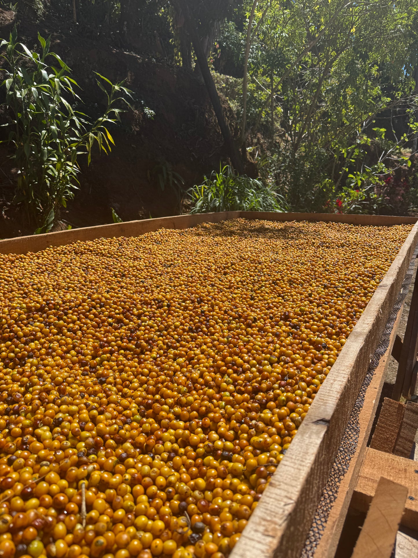 The Manural Earth Collection