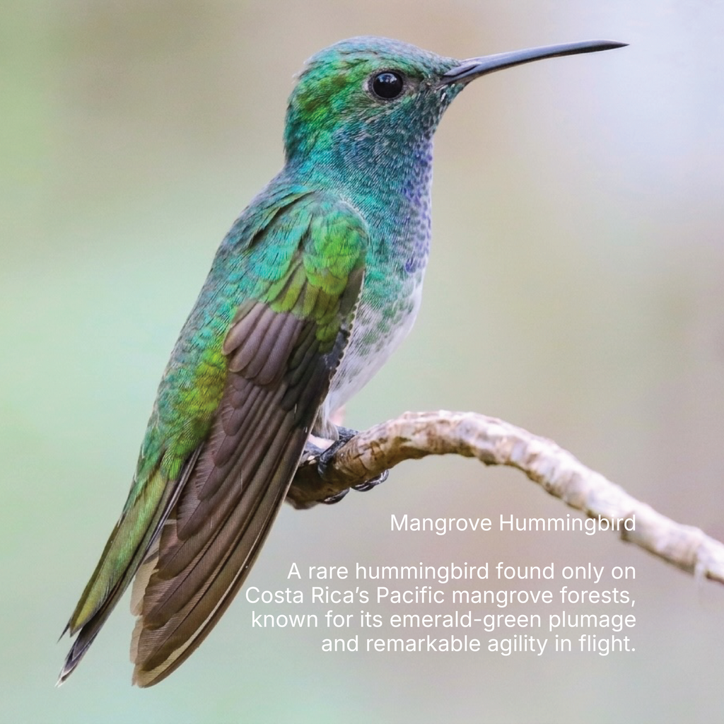 Costa Rican wildlife from Tarrazú, featured with Sweet Caramel coffee
