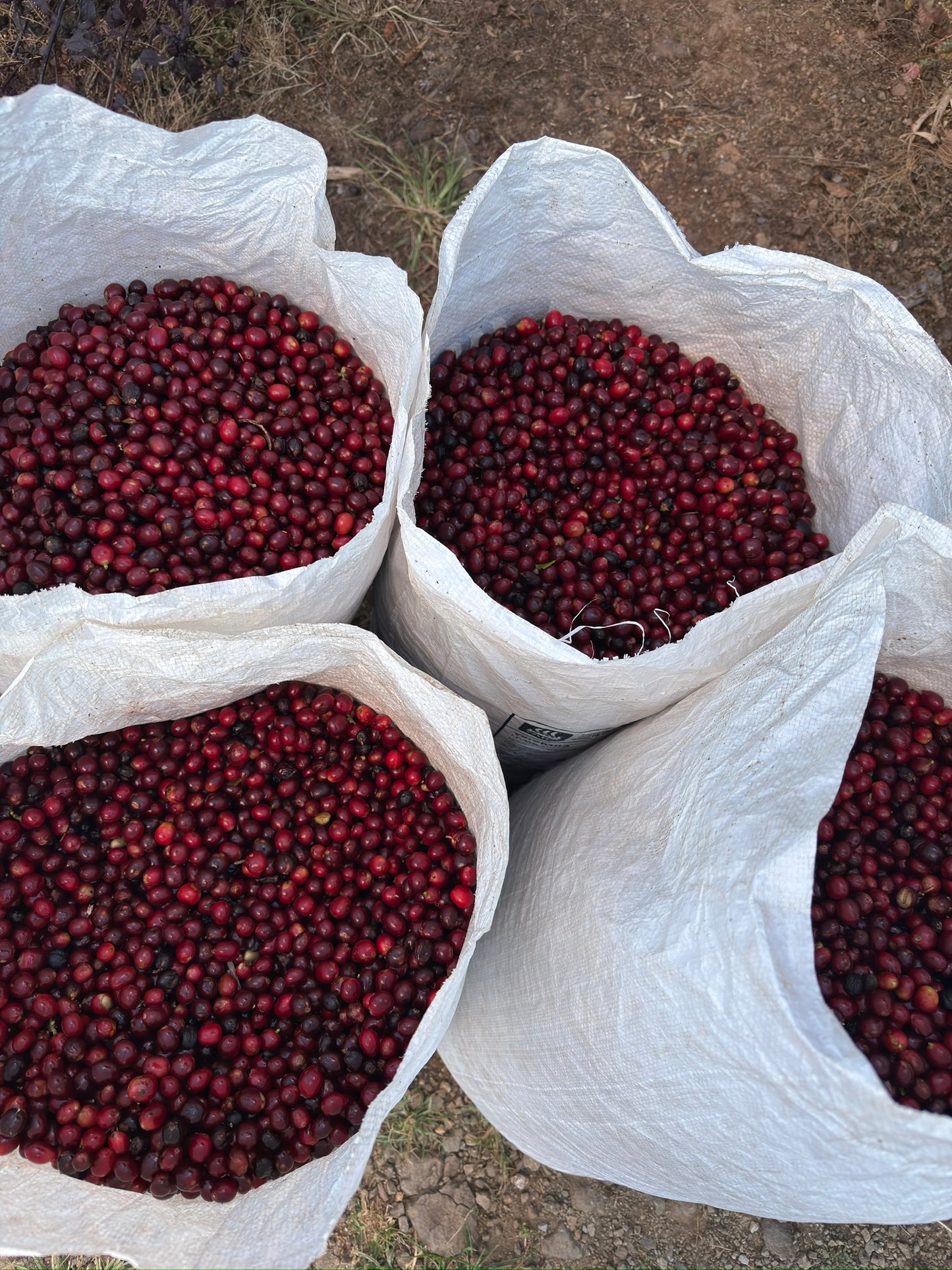 The Geisha Anthology