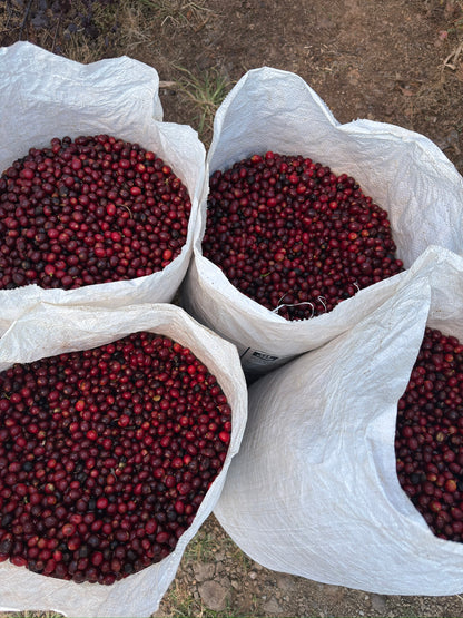 The Geisha Anthology