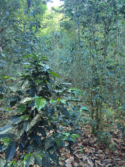 The Geisha Anthology