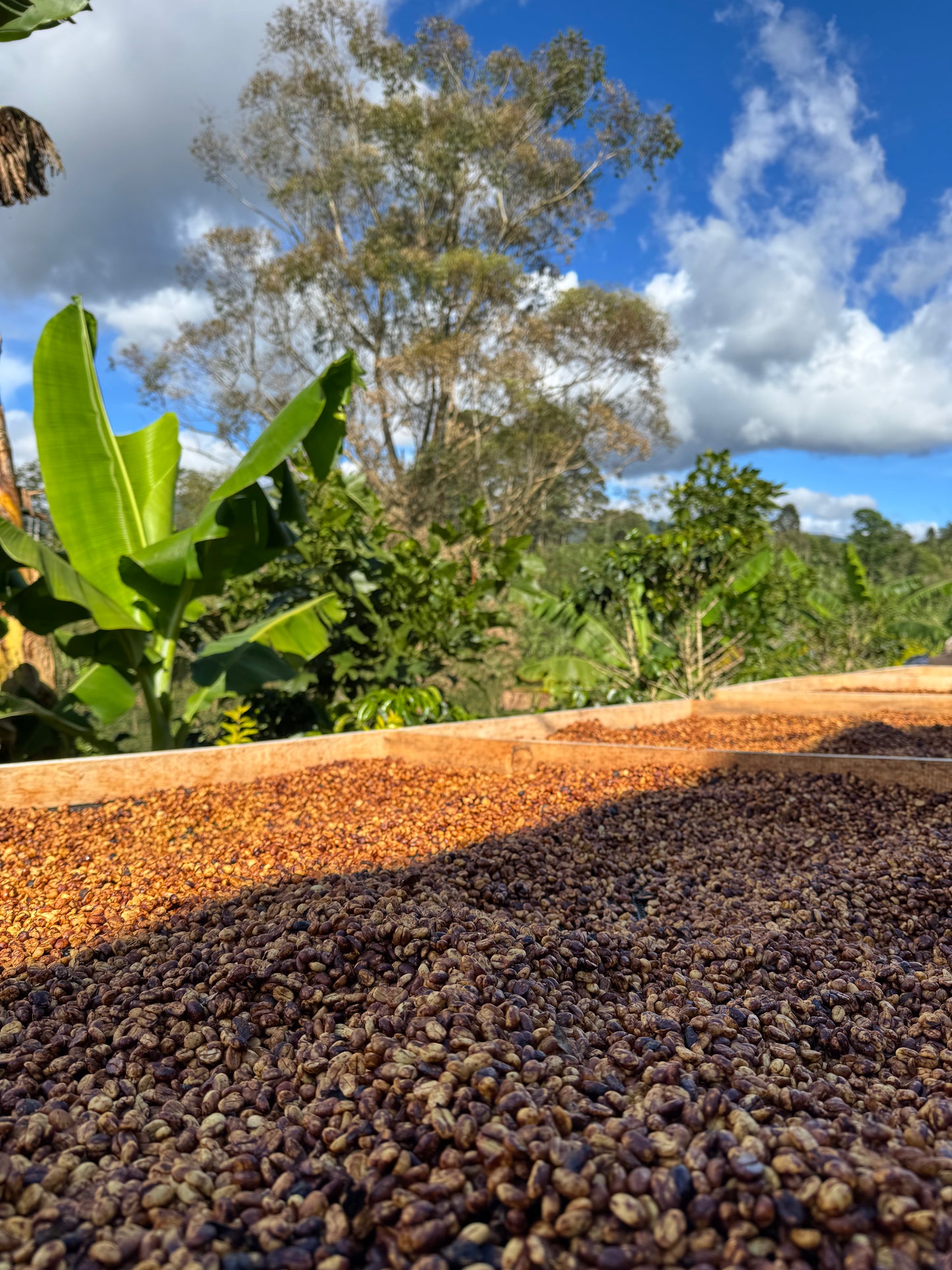 Golden Honey Espresso- CR Single Origin