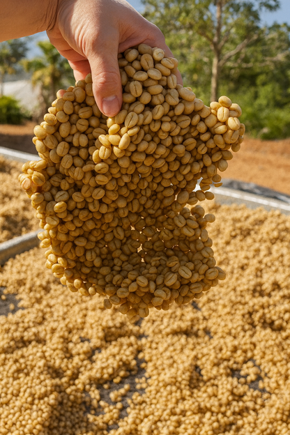 Sweet Caramel - CR Black Honey