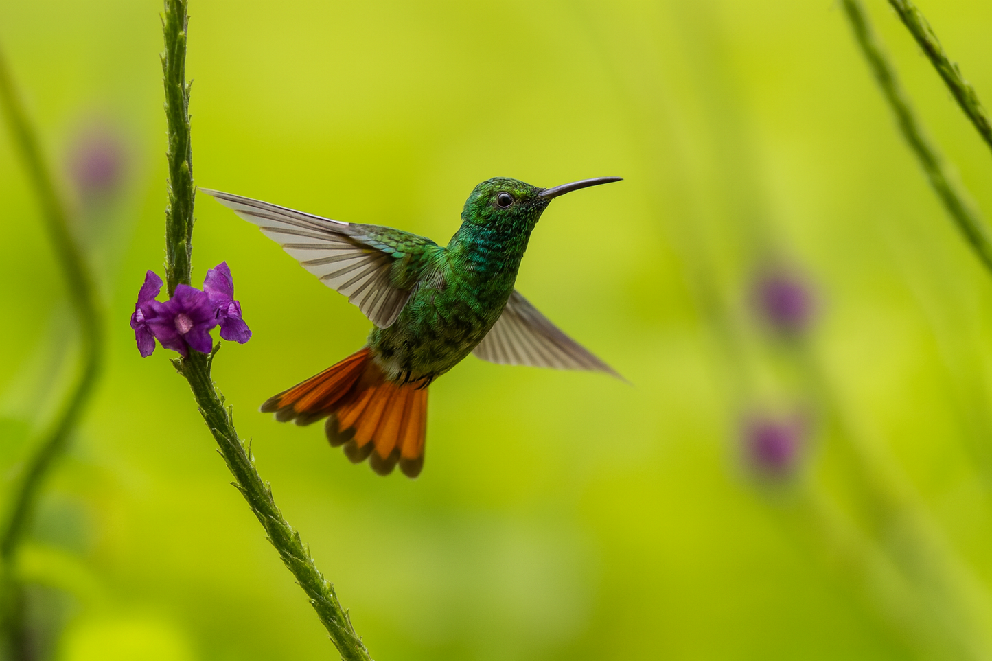 Sweet Caramel - CR Black Honey