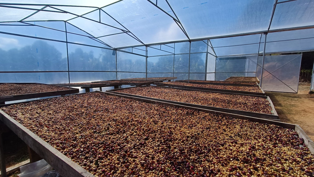 Golden Honey Espresso