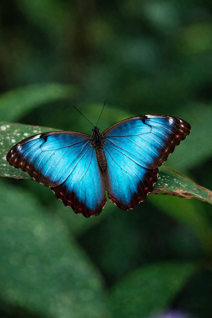 Traditional Espresso - CR Single Origin