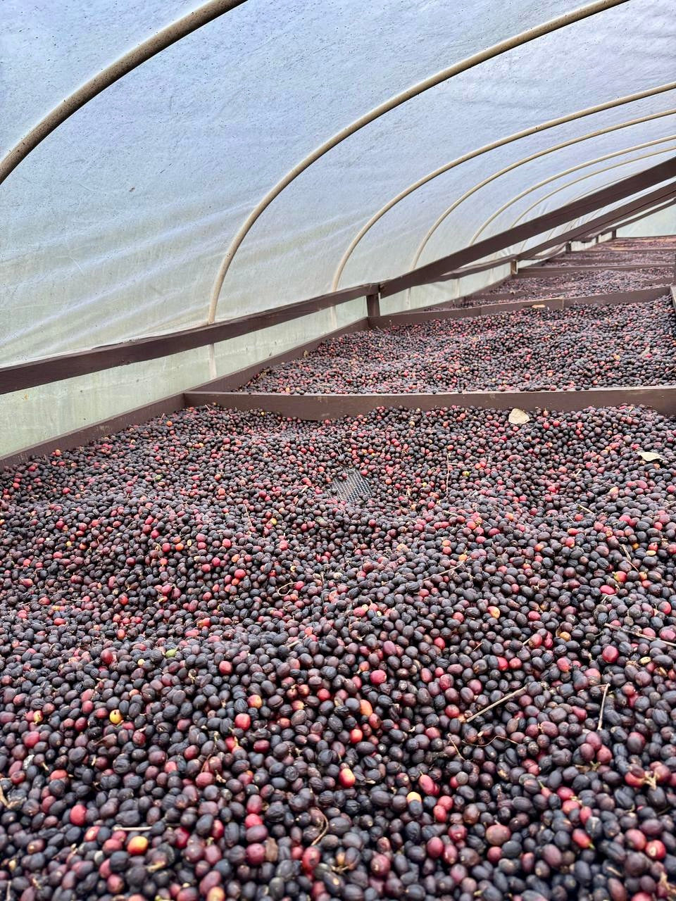 Fruity Espresso
