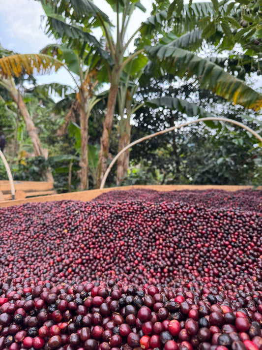 The Manural Earth Collection