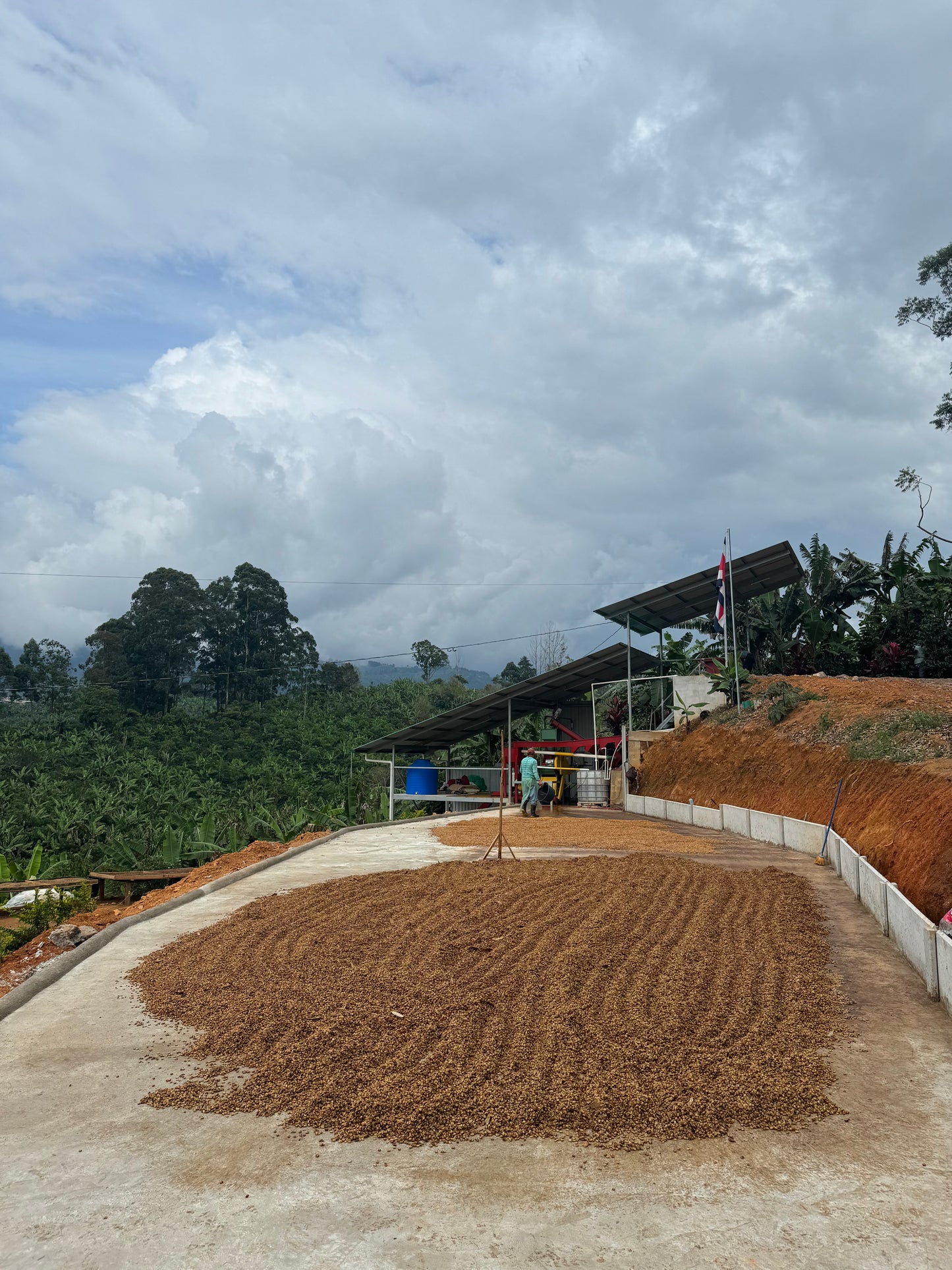 Arabica Milky Espresso - Brazil & CR Blend